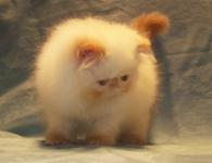 Flame Point Himalayan Kitten  Available NOW! 
